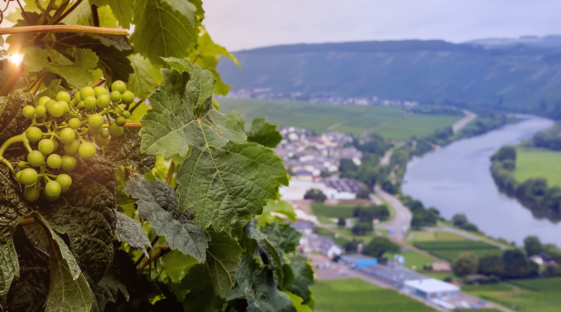 Grapes looking over vineyard